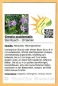 Preview: Grewia occidentalis, 10 Samen